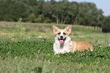 CORGI PEMBROKE 321